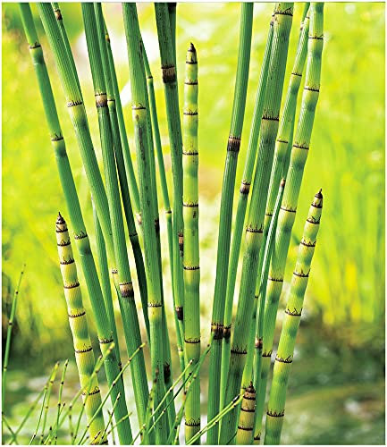 BALDUR Garten Japanischer Schachtelhalm, 3 Pflanzen Wasserpflanzen für den Gartenteich