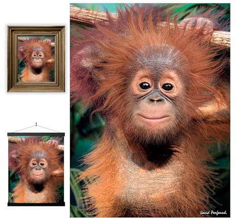 3D LiveLife Linsenförmige Wandkunst Drucke - Baby Orang-Utan von Deluxebase. Ungerahmtes 3D Affe Poster. Perfekter Wandfüller. Original kunstwerk lizenziert von bekannt künstler, David Penfound