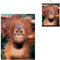 3D LiveLife Linsenförmige Wandkunst Drucke - Baby Orang-Utan von Deluxebase. Ungerahmtes 3D Affe Poster. Perfekter Wandfüller. Original kunstwerk lizenziert von bekannt künstler, David Penfound