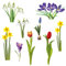 Pixblick Fenstersticker - Schneeglöckchen, Krokusse, Tulpen und weitere Blumen für den Winter und Frühling I Made in Germany I Wiederverwendbar