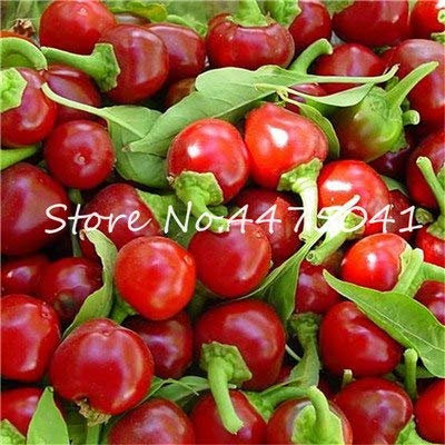 Seeds: 100 Stück Kirsche Chili Hot Pepper Bonsai Bio Köstliche Gemüse Reaper Hot Chilli Bonsai Außen Pflanze Po: 18