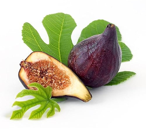 100 pcs bonsai feigenbaum samen - säulenobst dekoration wohnzimmer feigen feige,Ficus carica, obst frisch gartenarbeit geschenke für gartenliebhaber bäume kaufen nachhaltige