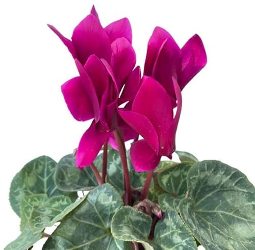 Cyclamen Persicum | Color Morado | Violeta de los Alpes | Planta Natural
