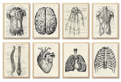 Ohhvvow Medizinische Wandkunst auf Leinwand, Motiv: menschliche Anatomie, 20,3 x 25,4 cm, Muskel-Skelett, Vintage-Poster, nordischer Leinwanddruck, Bildungsmalerei, moderne Dekoration, ungerahmt