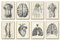 Ohhvvow Medizinische Wandkunst auf Leinwand, Motiv: menschliche Anatomie, 20,3 x 25,4 cm, Muskel-Skelett, Vintage-Poster, nordischer Leinwanddruck, Bildungsmalerei, moderne Dekoration, ungerahmt