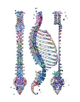 Vintage medizinische Anatomie Herz Schädel Niere Wirbelsäule Wand Kunstdruck Leinwand Malerei Nordic Poster Wandbild for Wohnzimmer Dekor(Canvas F,12X16 Inch 30x40cm)