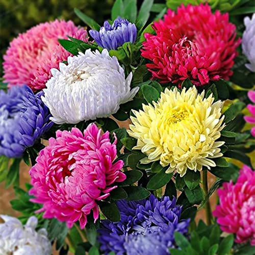 Haloppe 100 Stücke Chrysantheme Blumen Pflanzen Samen für Hausgarten Pflanzen, Blume Einjährige Pflanze Bonsai Blumensamen für Garten Chrysanthemensamen