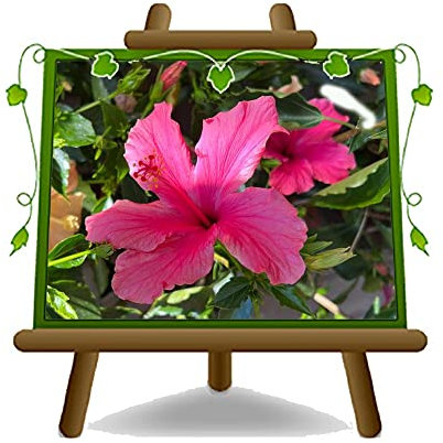 Hibiscus Cespuglio ROSA Piante Ornamentali Altezza: 30 cm Vaso: 21 cm