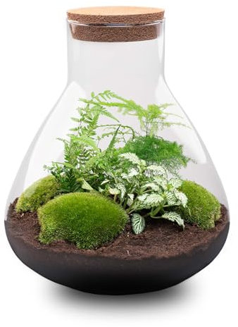 urbanjngl Terrarium végétal - Sam XL - Ecosystème végétal -↑35 cm - Jardin en Bouteille - Bricolage - Kit de Bricolage - Ensemble Complet de Terrarium - Mini écosystème avec Plantes en Bouteille