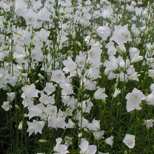 6 x Campanule à feuilles de pêcher 'Alba' - Campanula Persicifolia - Godet 9x9cm - Fleurs blanches, forme élancée