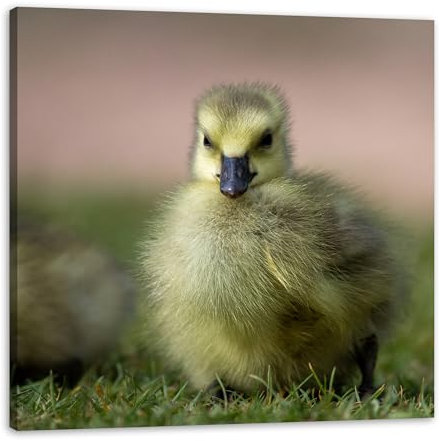 GP TONER Wandbilder Heimdekorationen Leinwandbild Leinwanddruck Tiere Ente 60x60 cm Modern Kunstdruck Leinwandbilder für Ihr Zuhause oder Büro
