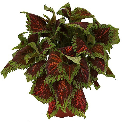 Cóleo Natural Planta Aromática con Propiedades Medicinales