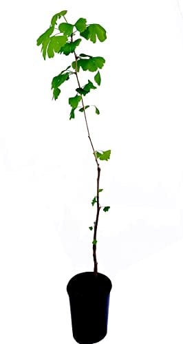 Seedeo® Ginkgo (Ginkgo biloba) Pflanze 60 cm hoch