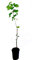Seedeo® Ginkgo (Ginkgo biloba) Pflanze 60 cm hoch