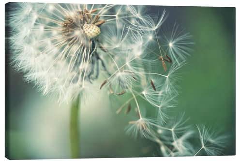 Posterlounge Pusteblume mit fliegenden Schirmchen Leinwandbild von Julia Delgado 30 x 20 cm Grün Wandbilder Wanddeko