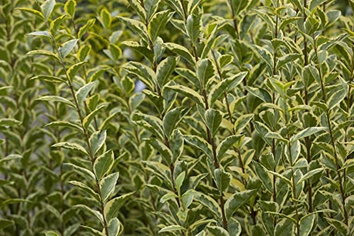 Ligustrum ovalifolium 'Aureum' 40 cm Stammhöhe - Goldliguster, gelb-grüne Blätter, ideal für Hecken, bienenfreundlich, pflegeleicht und winterhart