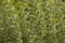 Ligustrum ovalifolium 'Aureum' 40 cm Stammhöhe - Goldliguster, gelb-grüne Blätter, ideal für Hecken, bienenfreundlich, pflegeleicht und winterhart