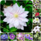 8 pcs clematis pflanze zwiebeln - zwiebeln dachbegrünung bodendecker pflanzen winterhart,Clematis florida, hochbeete für garten flower winterfeste pflanzen für balkon bienenfreund