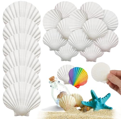 25 Pièces Coquilles Saint Jacques, 5-7 Cm Grand Blanc Saint-Jacques Naturelles, Coquillage Decoration, Coquillages De Pétoncles Coquillages Naturels pour Mariage Décoration Plage Thème Fête DIY