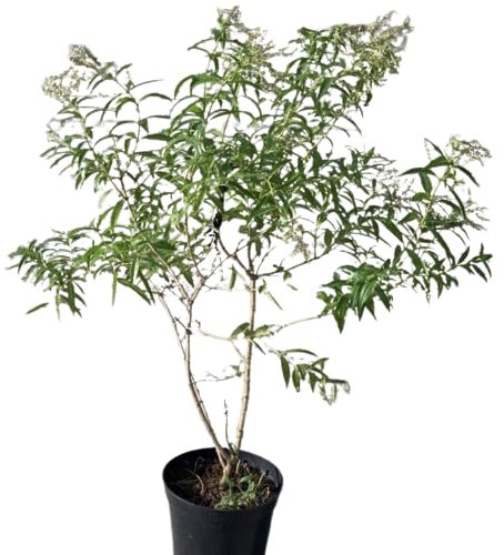 Hierba Luisa Planta Viva (Aloysia Citrodora): El Sabor y Aroma Auténticos de la Naturaleza