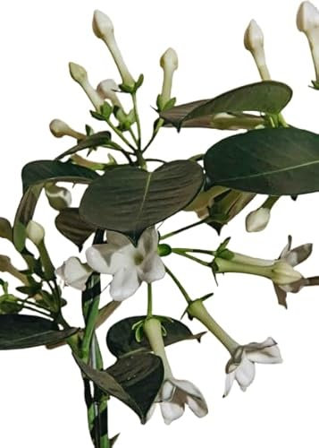 Jazmín de Madagascar Planta Natural de Exterior y Resistente