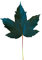 1000 Samen Berg Ahorn -Acer pseudoplatanus-
