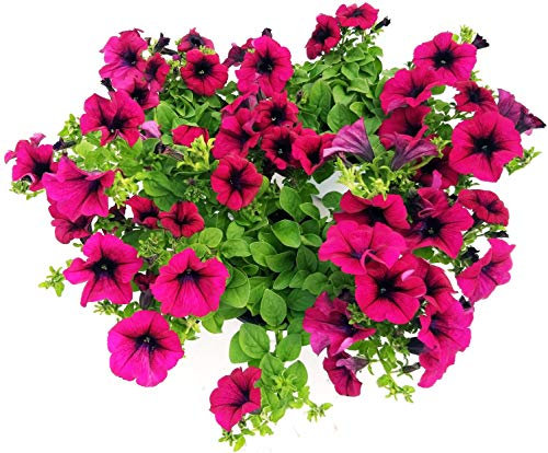 POWERS TO FLOWERS - SURFINIA CLASSICA RICADENTE, VIOLA, 3 PIANTE VASO 14, piante vere