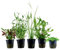 AquaOne Aquarium Pflanzen I 5X Wasserpflanzen I Einsteiger Aquarienpflanzen I Cyperus Hygrophila Lobelia Micranthemum Murdannia I Set mit 5 Aquariumpflanzen