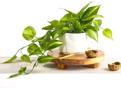 Artificial Trailing Dark Green Ivy Plant in Matte White Ceramic Pot - Faux Plant for Shelf, Bathroom, Bookshelf, Floating shelves & Home Decor - Realistic Indoor Ivy Plant in 13cm wide pot