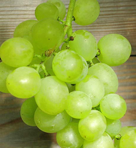 Weinrebe Millenium kernlose Trauben 80-100cm - Vitis