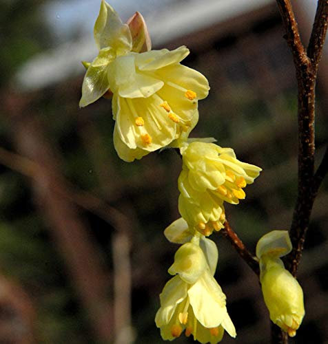 Niedrige Scheinhasel 20-25cm - Corylopsis pauciflora - lebende Pflanze aus der Baumschule