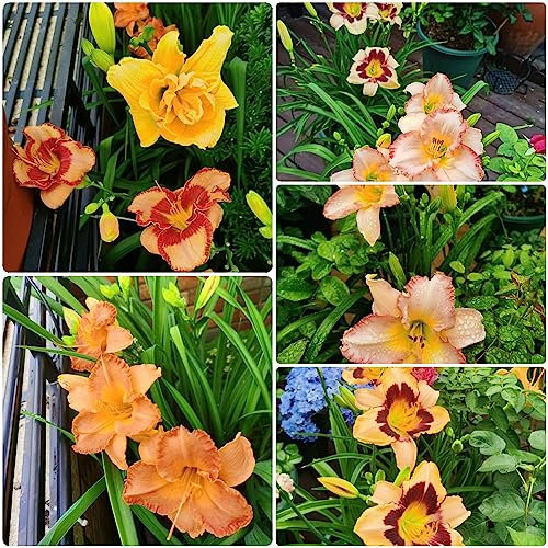 Samen Taglilien Winterhart Mehrjährig,Hemerocallis Fulva, Blumen Garten Geschenke Kübelpflanzen Pflanzen Züchten Dekoration Wohnzimmer Saatgut Geschenk Kübelpflanzen Winterhart 200 Stück