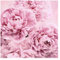 Bilderwelten Blumen Fototapete Landhaus inkl. Kleister 240x240cm - Vliestapete Made in Germany - große Blumen Tapete Schlafzimmer - Rosen Blumentapete 3D - Tapete Blumen Wohnzimmer Flur T_3249
