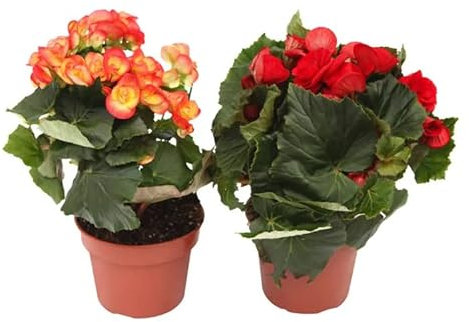 Begonia Elatior - PACK 2 PLANTAS - Plantas Naturales con Flores de Colores