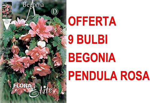 OFFERTA 9 BULBI BEGONIA PENDULA ROSA BULBS BULBES