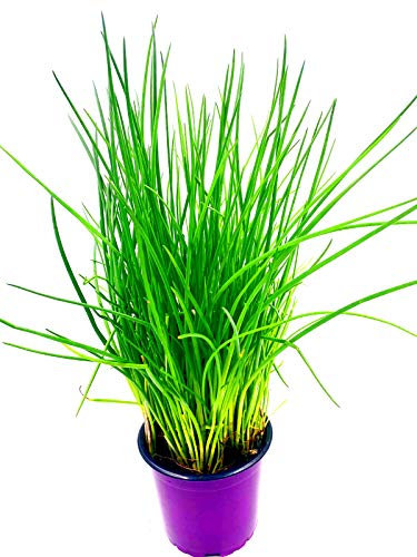 Schnittlauch Pflanze, Allium schoeneprasum Kräuter Pflanze 2stk.