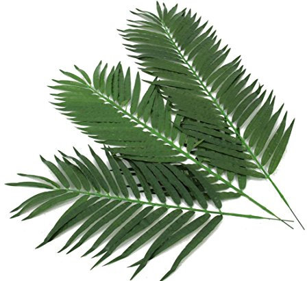 kunstpflanzen-discount.com - Kunstpflanzen Kocos Palmwedel Set mit 12 Stück Länge ca. 80cm künstliche Palmwedel für Palmen Dekopalmen Kunstpalmen