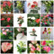50 pcs anthurium pflanze samen - deko büro zimmerpflanzen wenig lichtbedarf,Anthurium andraeanum,anthurium clarinervium,Flamingoblume schmetterlingswiese winterfeste pflanzen für