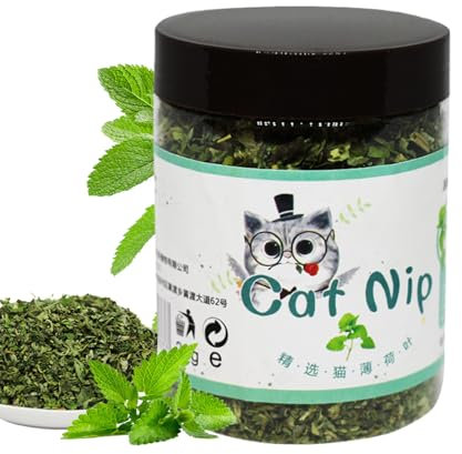 Catnip Plant - Catnip for Cats & Kittens | Interactive Calming Entertainment Attractant for Indoor Kitten Plants Food Kit Enjoyment