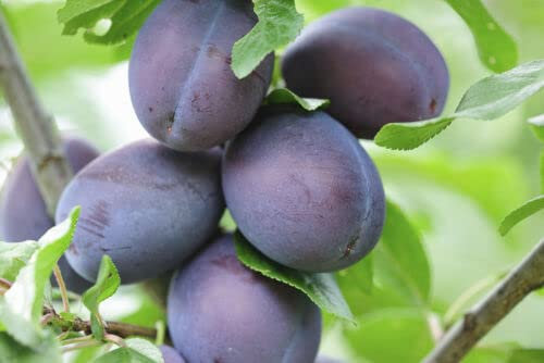 1 x Opal Plum Tree 4-5ft in a 6L Pot, Self-Fertile,Ready to Fruit,Early Fruiting