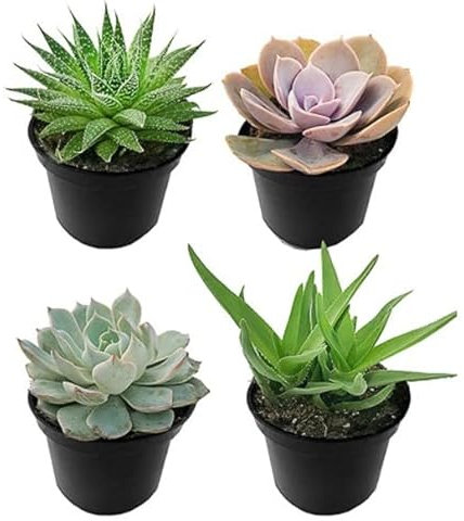 Mix 4 Suculentas Mini Plantas Naturales de Tamaño Pequeño