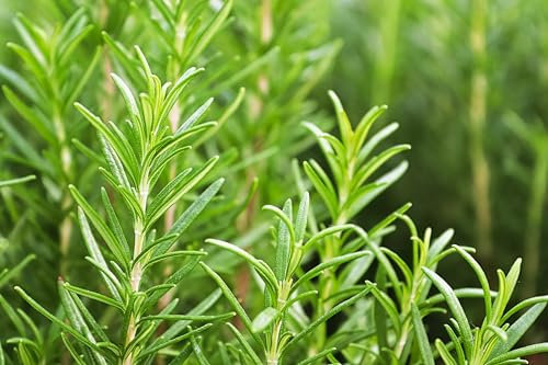 Roselyn Seeds Rosemary Seed, Garden Herb - Approx. 100 Seeds