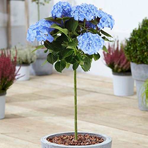 Hydrangea Macrophylla Tree Collection | Deciduous Trees for Small Gardens Patios Plant Borders | Potted Lollipop Blue, Pink, White & Red Trees | Climbing Hydrangea Flower (70-80cm (Incl. Pot), Blue)