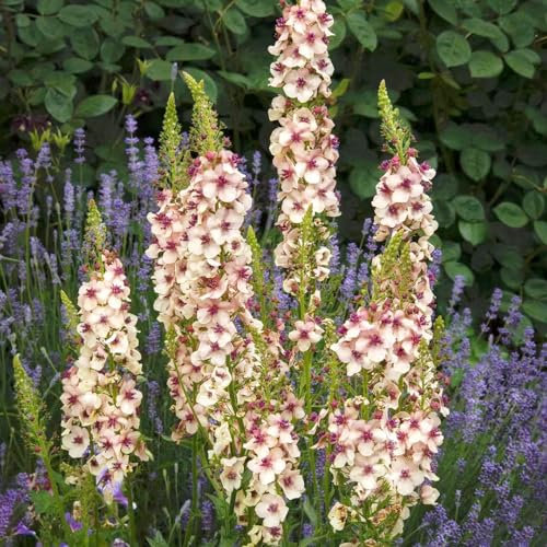 200 pcs königskerze kaufen samen zimmerpflanzen wenig lichtbedarf gartenblumen mehrjährig winterhart Verbascum thapsus, kleines geschenk für frauen winterharte stauden mehrjährig blumen