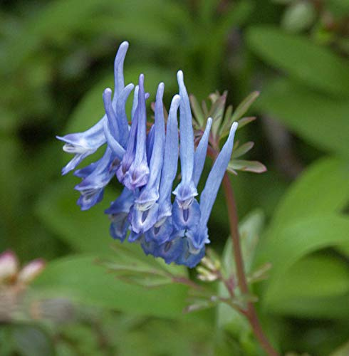Blauer Lerchensporn China Blue - Corydalis flexuosa - lebende Gartenpflanze aus den Baumschulen