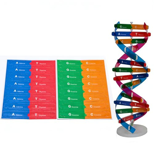 DHinkyoung DNA-Modell, pädagogisches Doppel-Helix-Modell, kreatives Doppelspiralen-Modell für Kinder und Kinder, Bildung