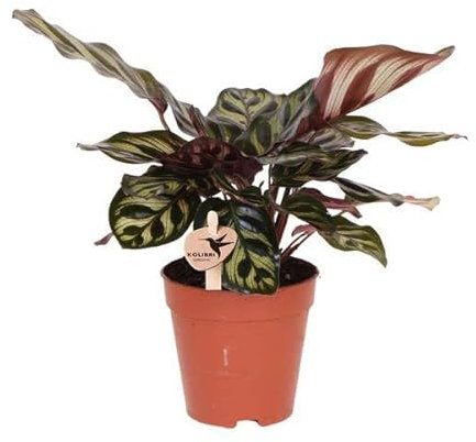 Calathea Makoyana - Pfauen-Korbmaranthe - Zimmerpflanze - Ø9cm