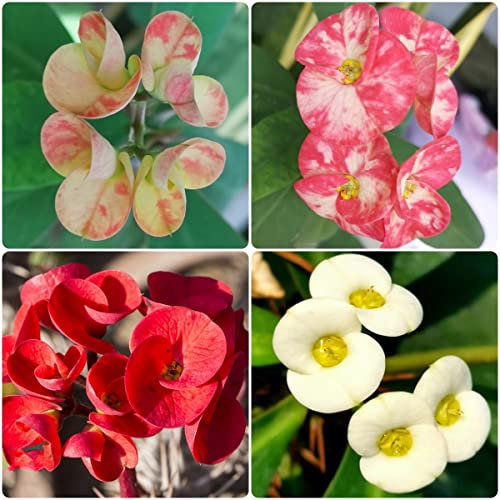 christusdorn samen Euphorbia milii - Seltene Pflanzen serie - nachhaltige geschenke seeds blumenmischung deko büro winterfeste pflanzen für kübel bonsai topf bodendecker winterhart mehrjährig 550Stück