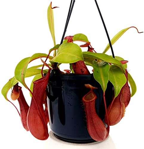 POWERS TO FLOWERS - NEPENTHES ALATA COMPACTA, BASKET 16CM, pianta vera