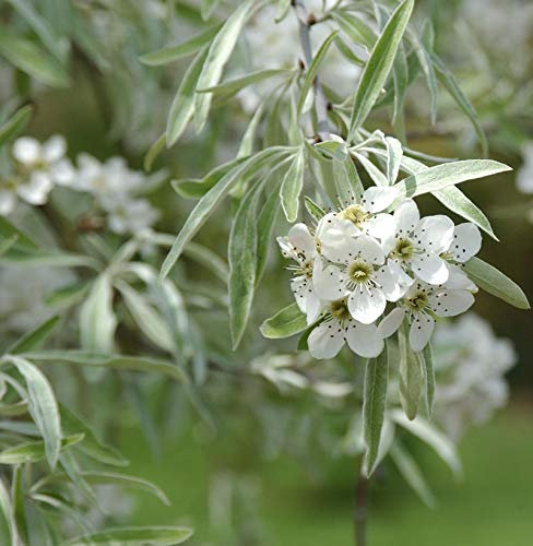 Weidenblättrige Birne 80-100cm - Pyrus salicifolia - lebende Gartenpflanze aus den Baumschulen